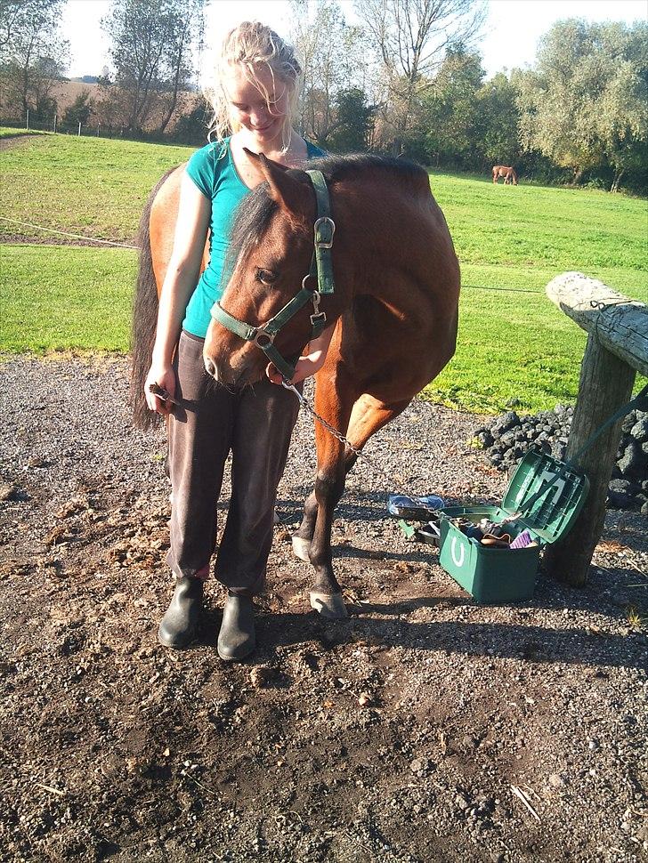 Welsh Partbred (Sec F) Dimitri - foto:Trine billede 8