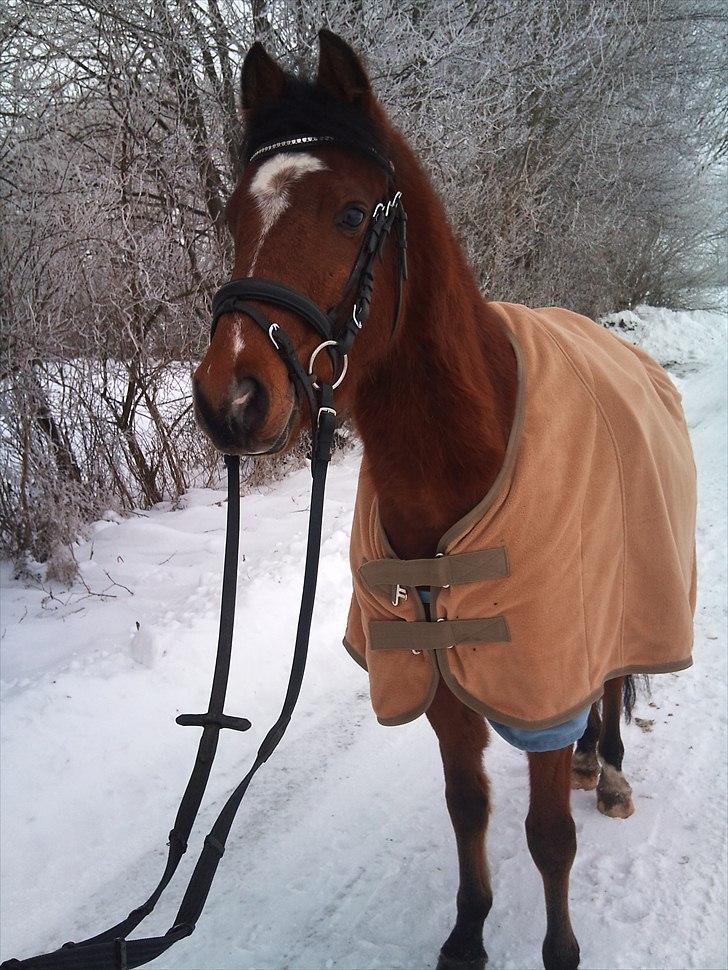 Welsh Partbred (Sec F) Dimitri - NYT -på vej hjem i stalden billede 9