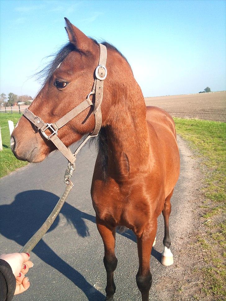 Welsh Partbred (Sec F) Dimitri billede 10