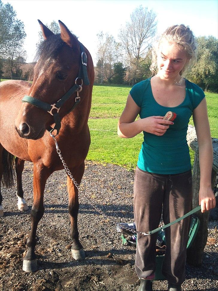 Welsh Partbred (Sec F) Dimitri - foto:Trine billede 11