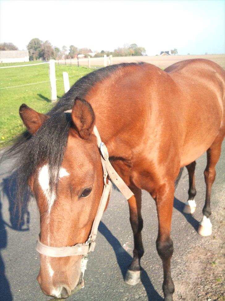 Welsh Partbred (Sec F) Dimitri billede 12