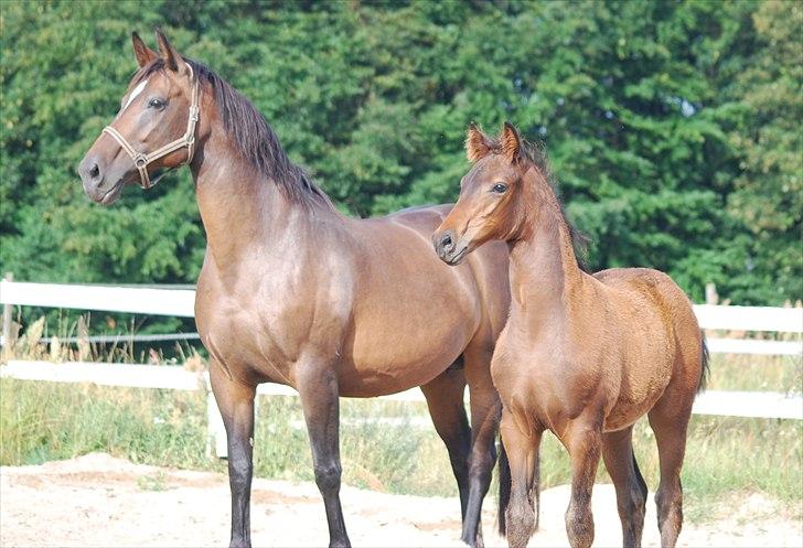 Dansk Varmblod Can-Can C billede 3