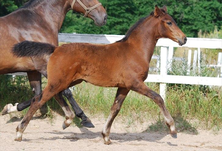 Dansk Varmblod Can-Can C billede 4