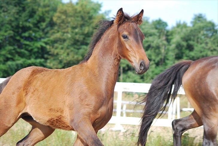 Dansk Varmblod Can-Can C billede 5