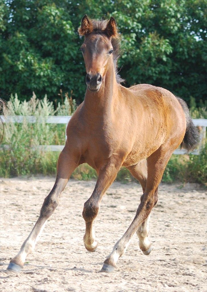 Dansk Varmblod Can-Can C billede 6