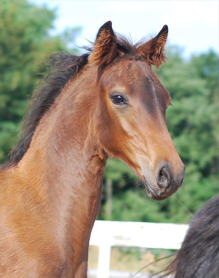 Dansk Varmblod Can-Can C billede 7