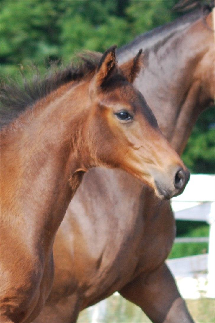 Dansk Varmblod Can-Can C billede 8