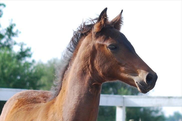 Dansk Varmblod Can-Can C billede 9