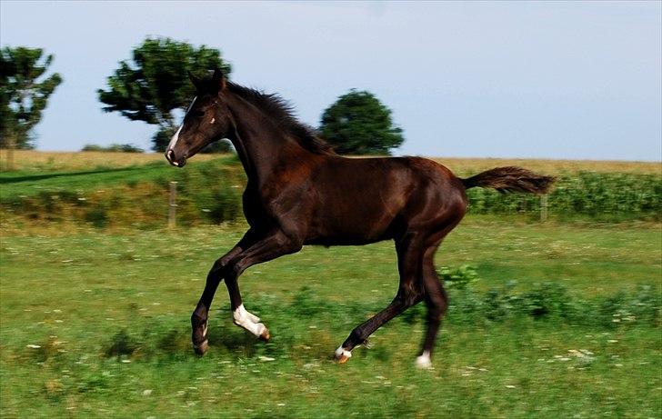 Dansk Varmblod Bright Eyes C billede 8