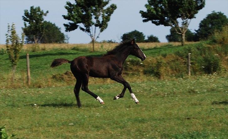 Dansk Varmblod Bright Eyes C billede 9