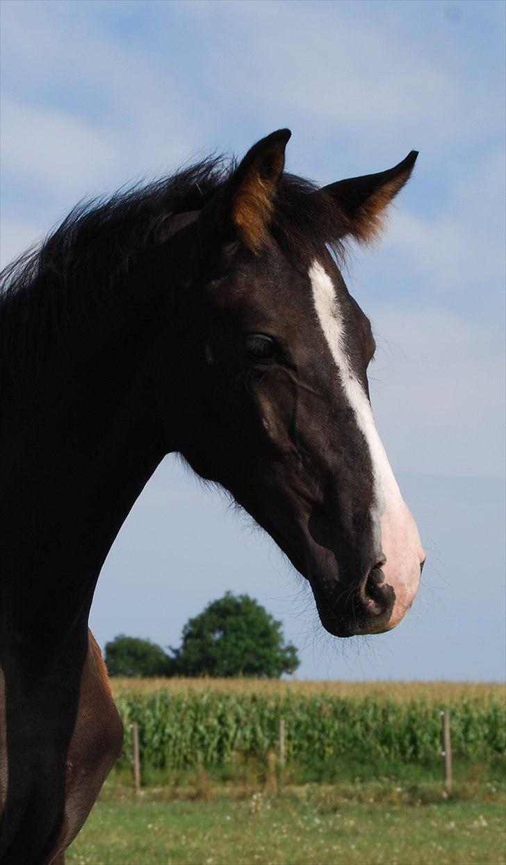 Dansk Varmblod Bright Eyes C billede 10