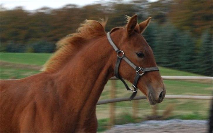 Dansk Varmblod Quiet Please C billede 8