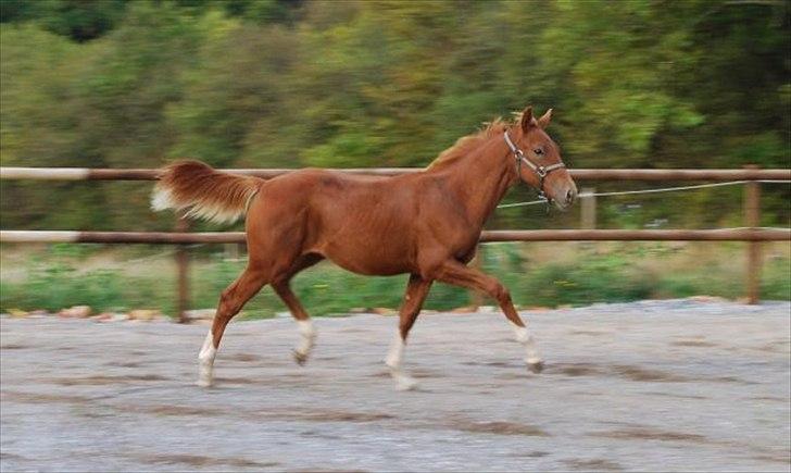 Dansk Varmblod Quiet Please C billede 9