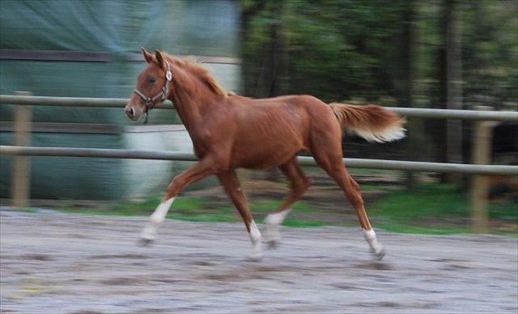 Dansk Varmblod Quiet Please C billede 10