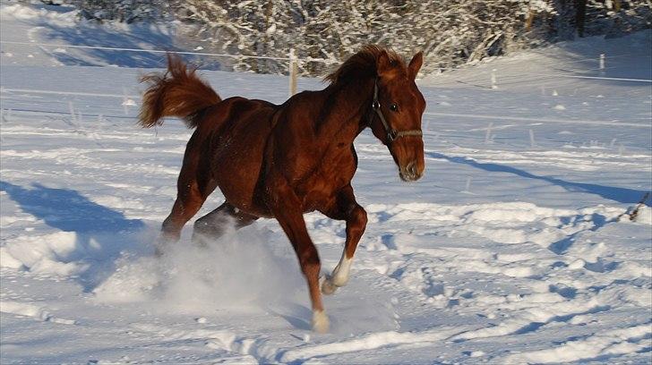 Dansk Varmblod Quiet Please C billede 11