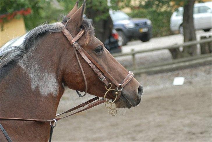 Anden særlig race Dakar Bækbo - Foto: Clara Vind ! <3 billede 6