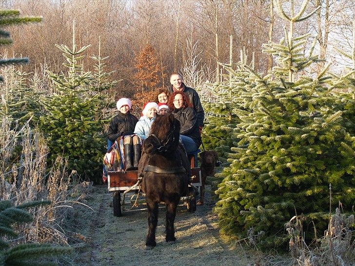 Anden særlig race Dipsy - så er det jul og der skal findes juletræ billede 12