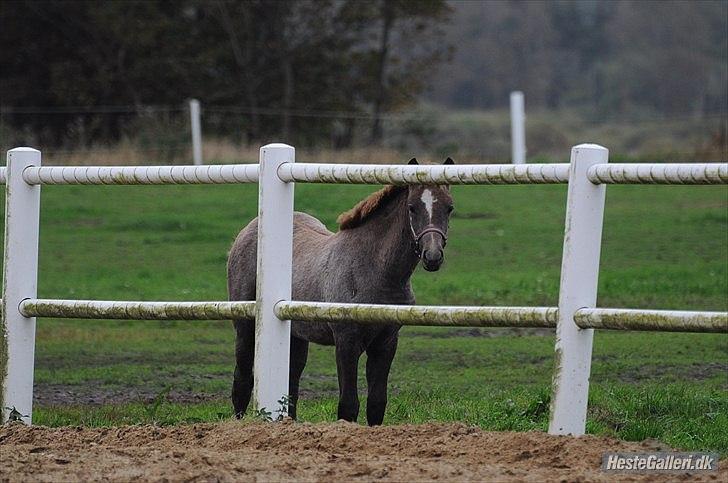New Forest Maribell's Briony billede 8