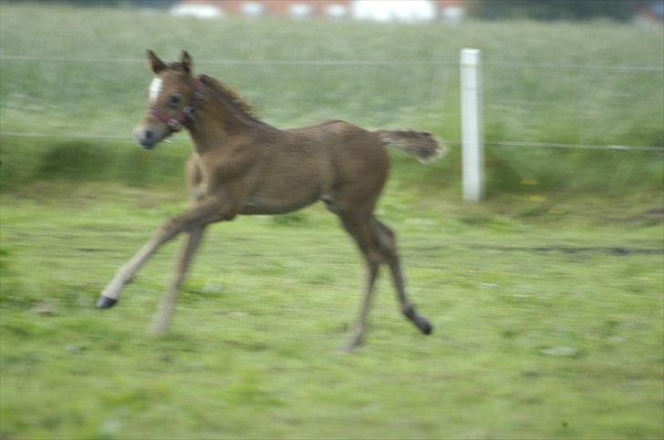 New Forest Maribell's Briony billede 9