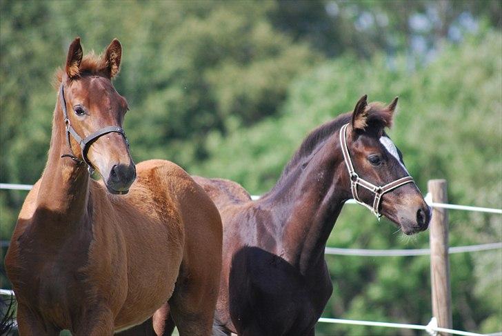 Dansk Varmblod Quiet Please C billede 12