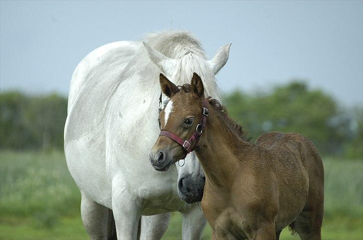 New Forest Maribell's Briony billede 10