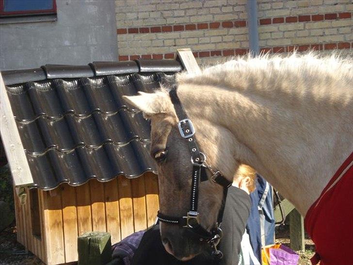 DSP Vejlebros Stella billede 16