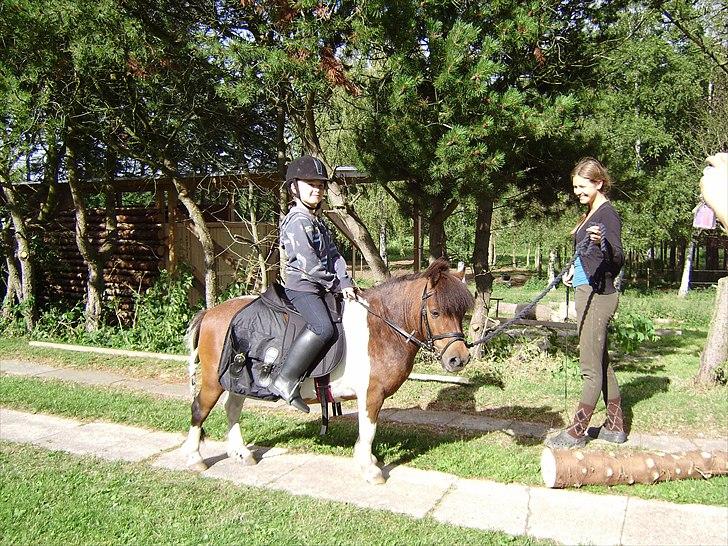 Shetlænder Rivaldo billede 5