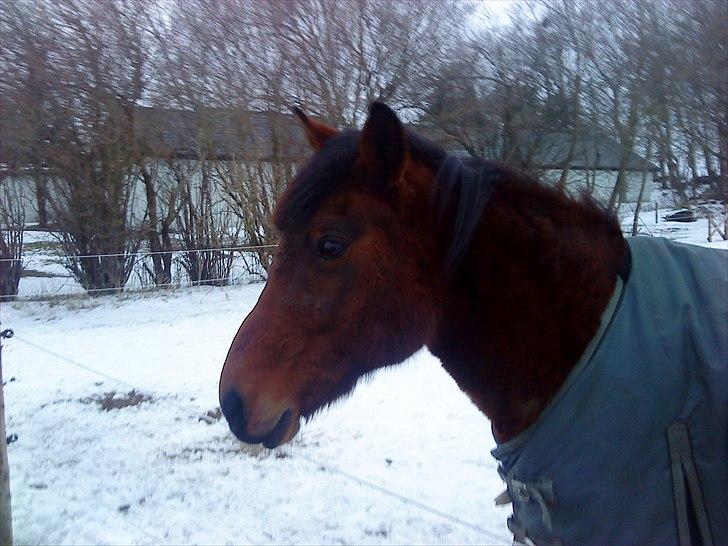 Svensk Sportspony  lollipop - Min lille pony med vinter pels billede 2