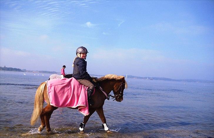 Anden særlig race Florboe's Nemo - Jennifer og Nemo skridter af på stranden billede 14