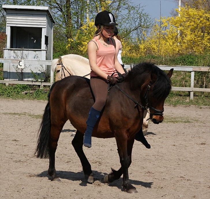 Anden særlig race Cassiopeia DEN SAVNEDE!<3 - Uden saddel (-: Foto Linne billede 4