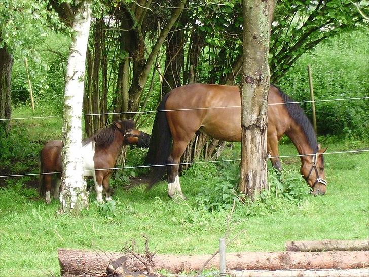 Shetlænder Rivaldo billede 13