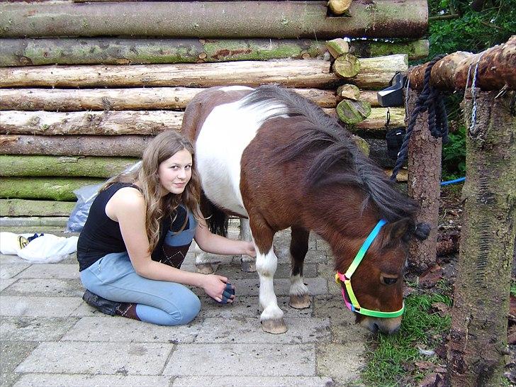 Shetlænder Rivaldo billede 7