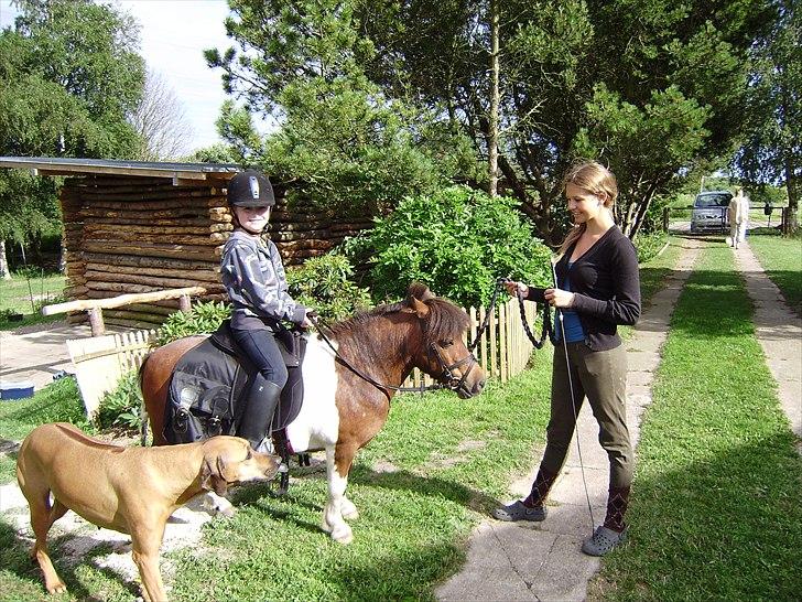 Shetlænder Rivaldo billede 6