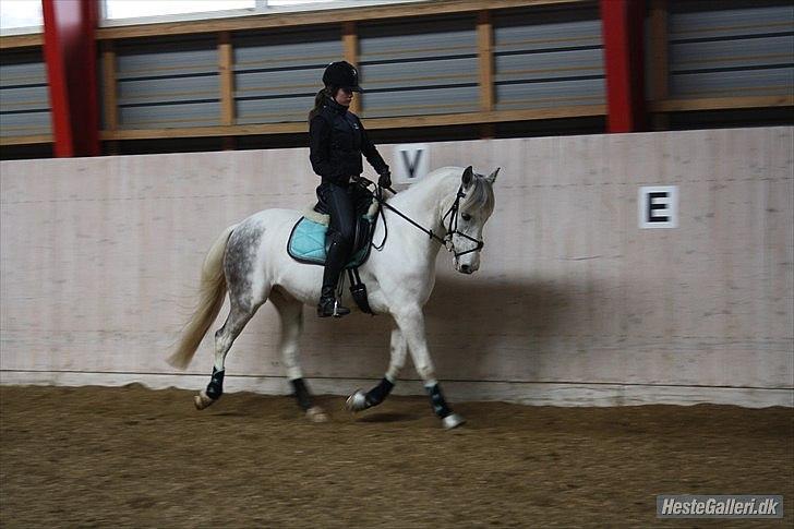 Hollandsk Sportspony  JUANOS (JOENS) <3 - Dressur d. 11/ 3 :) billede 18