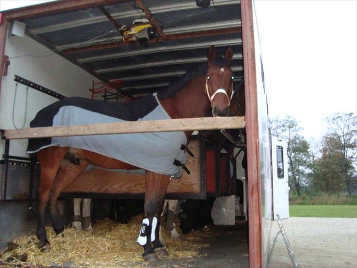 Anden særlig race Stewart Stardust billede 9