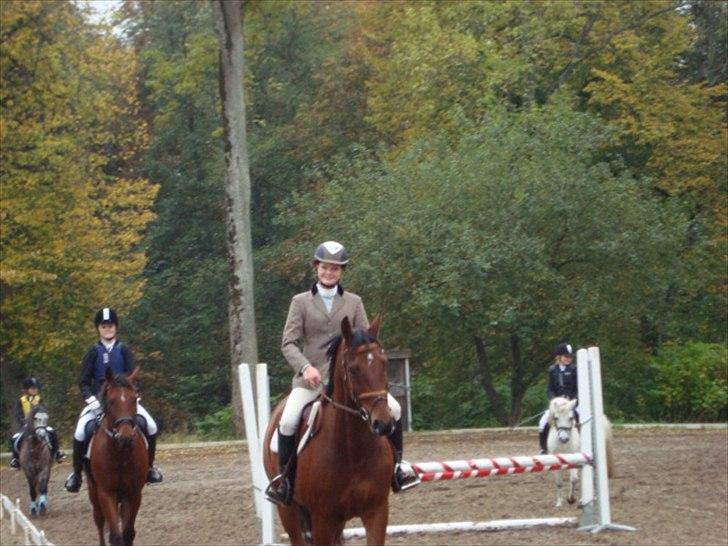 Anden særlig race Stewart Stardust billede 10