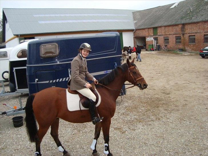 Anden særlig race Stewart Stardust billede 11