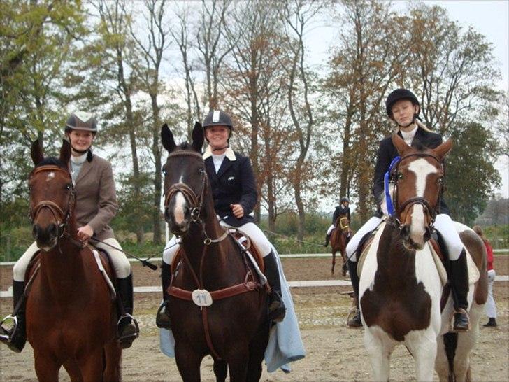 Anden særlig race Stewart Stardust billede 12