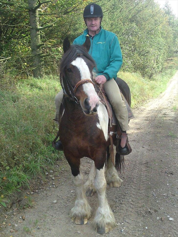Tinker Anton *AVL`S HINGST* - Anton med på skov tur efter ha stået stille i lidt over et år... :D Klarede han bare så flot... billede 13
