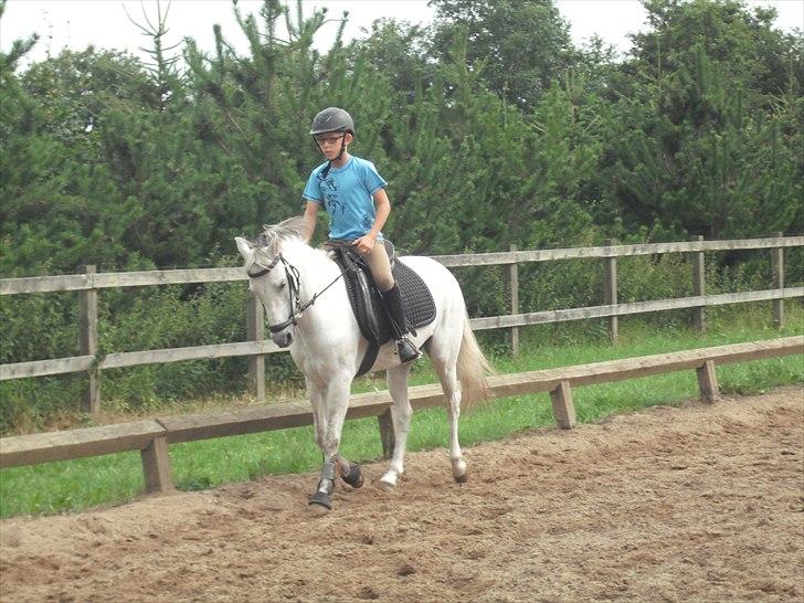 Anden særlig race Silverdream  billede 9