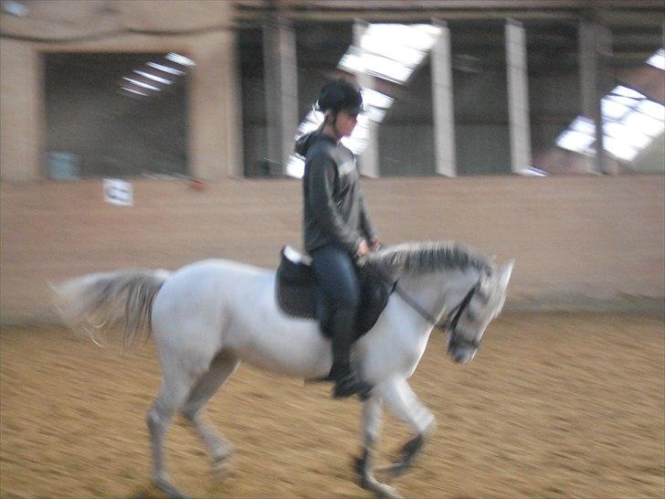 Anden særlig race Silverdream  billede 10