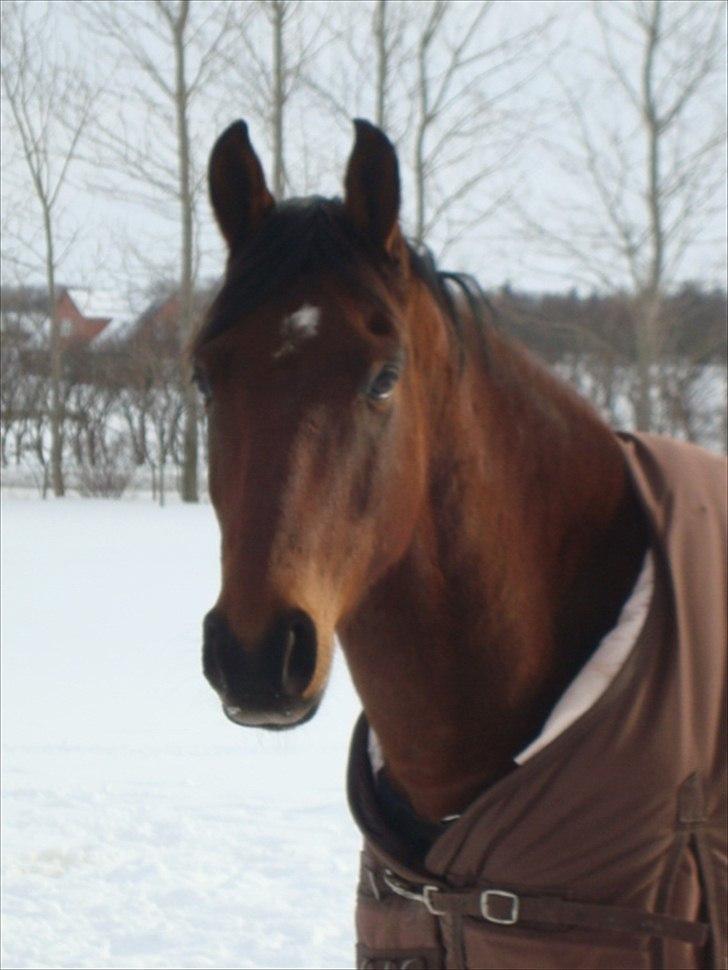 Anden særlig race Stewart Stardust billede 13