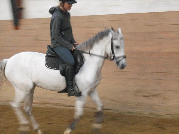 Anden særlig race Silverdream  billede 11