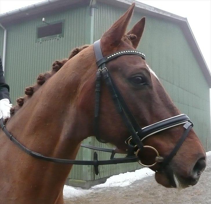 Dansk Varmblod Conquistador - C-stævne januar 2011 - og med super fine kommentarer fra dommeren billede 10