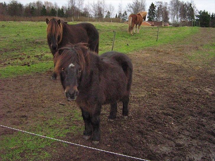 Shetlænder Emil<333 - Emil står i får grunden og kikker og Stjæne står i bagrunden og kikker billede 14