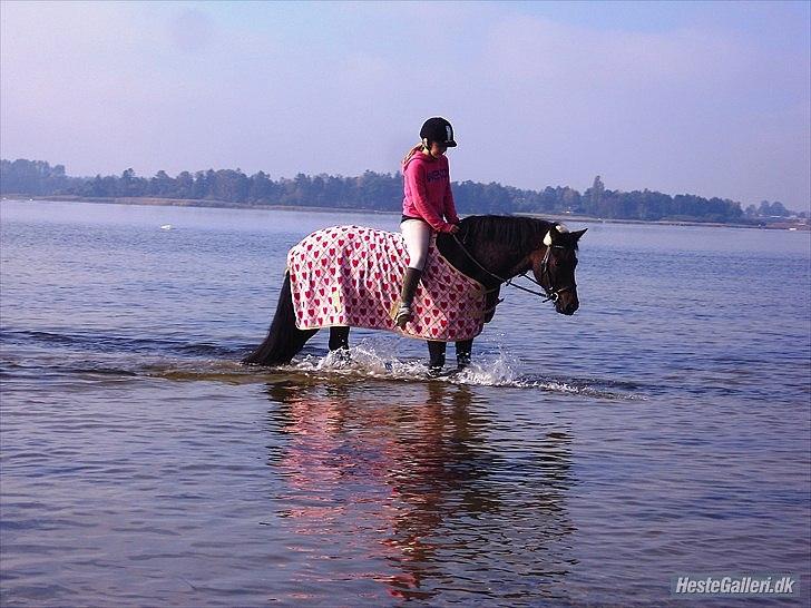 New Forest Mankehøjs Glamour<3 SOLGT:'-( - vanddyret:D billede 9