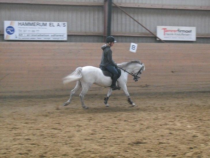 Anden særlig race Silverdream  billede 12