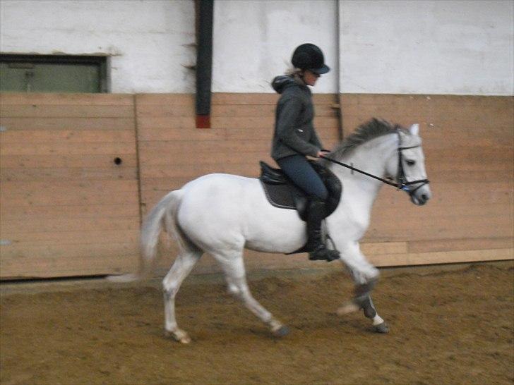 Anden særlig race Silverdream  billede 13