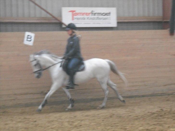 Anden særlig race Silverdream  billede 14