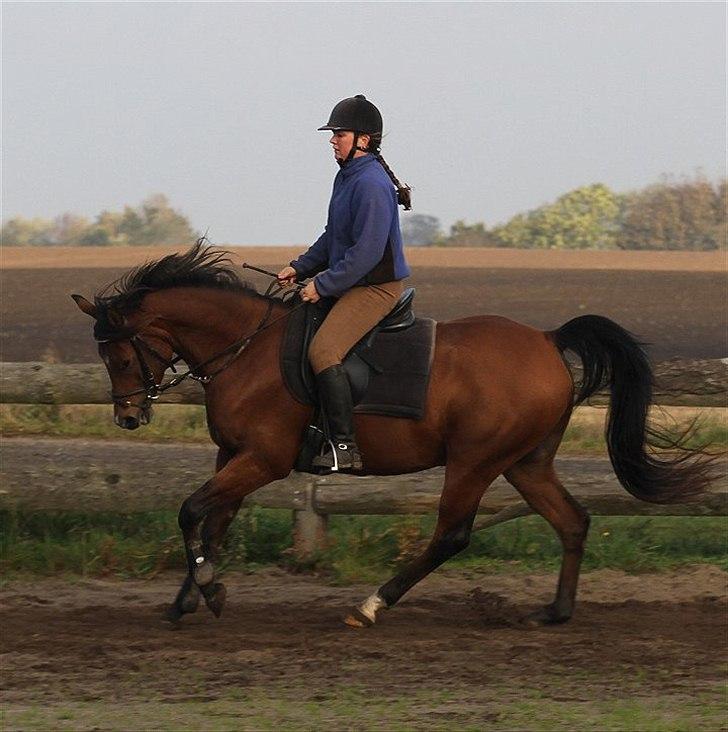 Arabisk fuldblod (OX) A´Chanze - SOLGT - billede 19